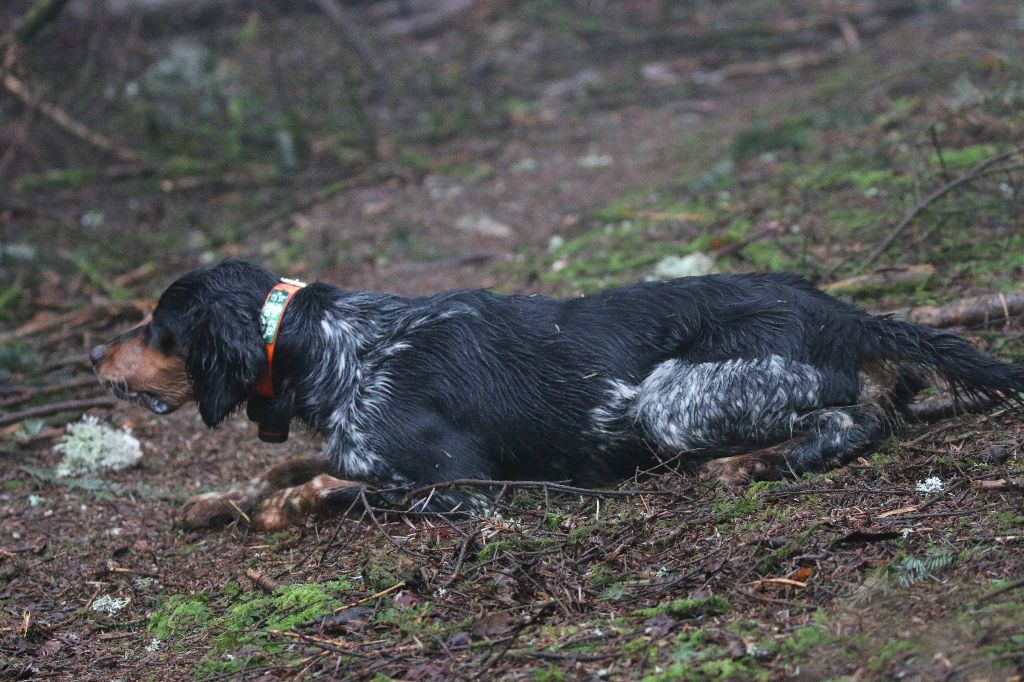 Malys Des Bois Du Montoncel