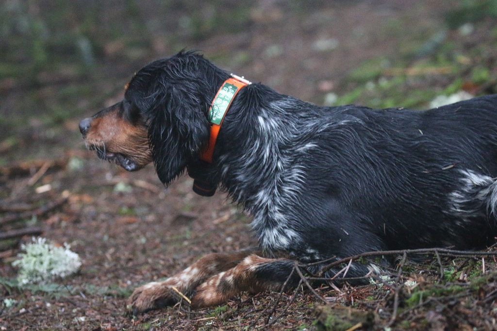 Malys Des Bois Du Montoncel