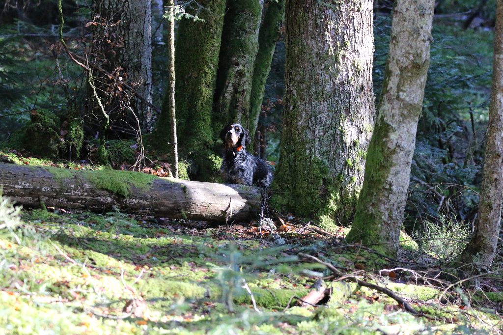 Melba Des Bois Du Montoncel