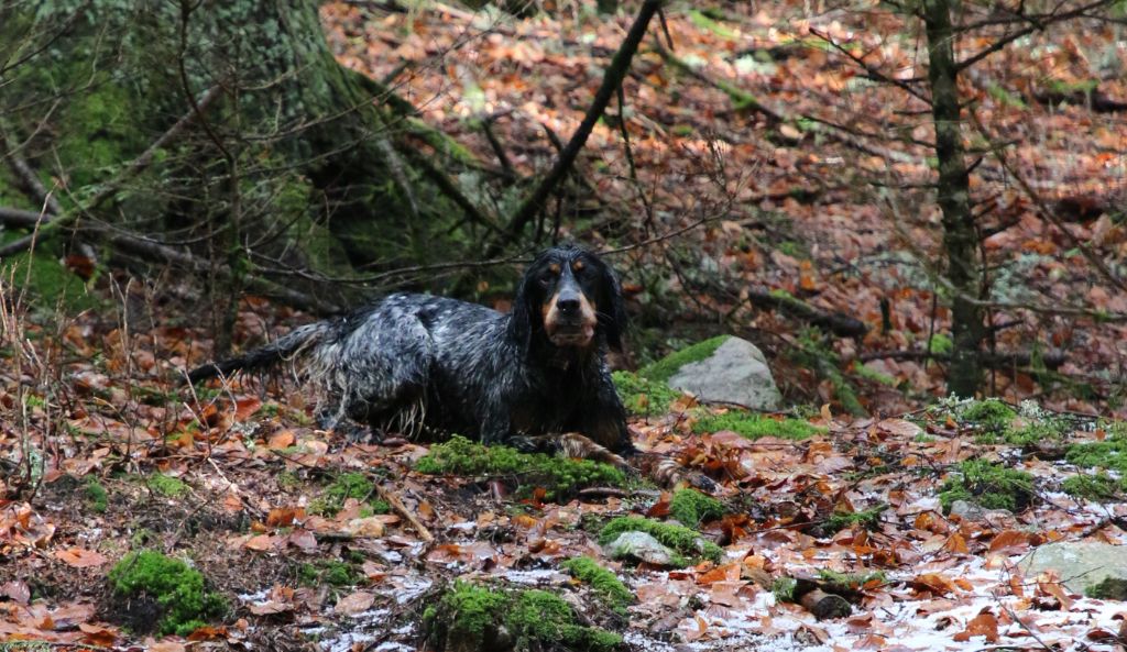 Melba Des Bois Du Montoncel