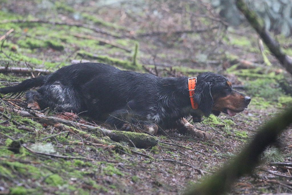 Malys Des Bois Du Montoncel