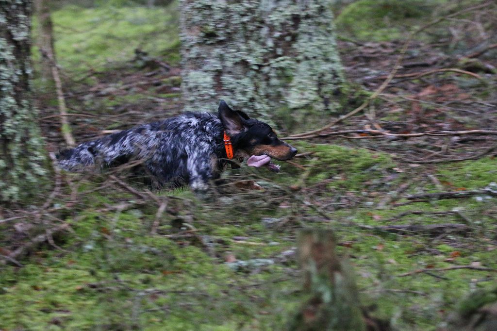 Melba Des Bois Du Montoncel