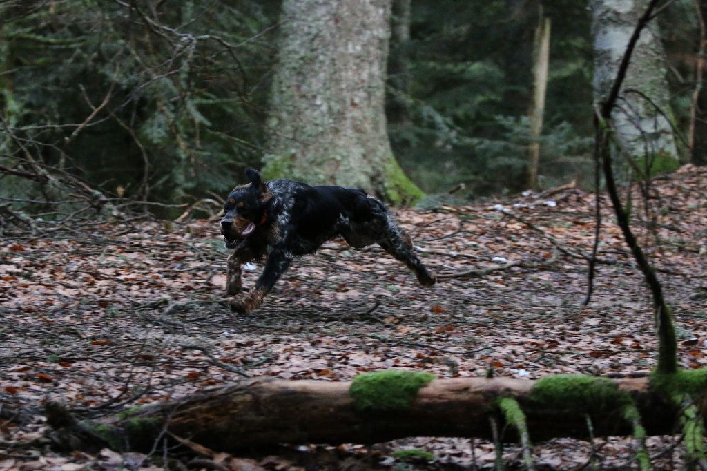 Malys Des Bois Du Montoncel