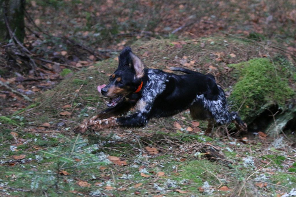 Malys Des Bois Du Montoncel