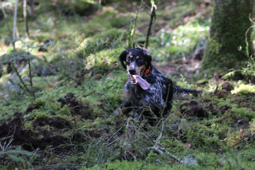 Melba Des Bois Du Montoncel