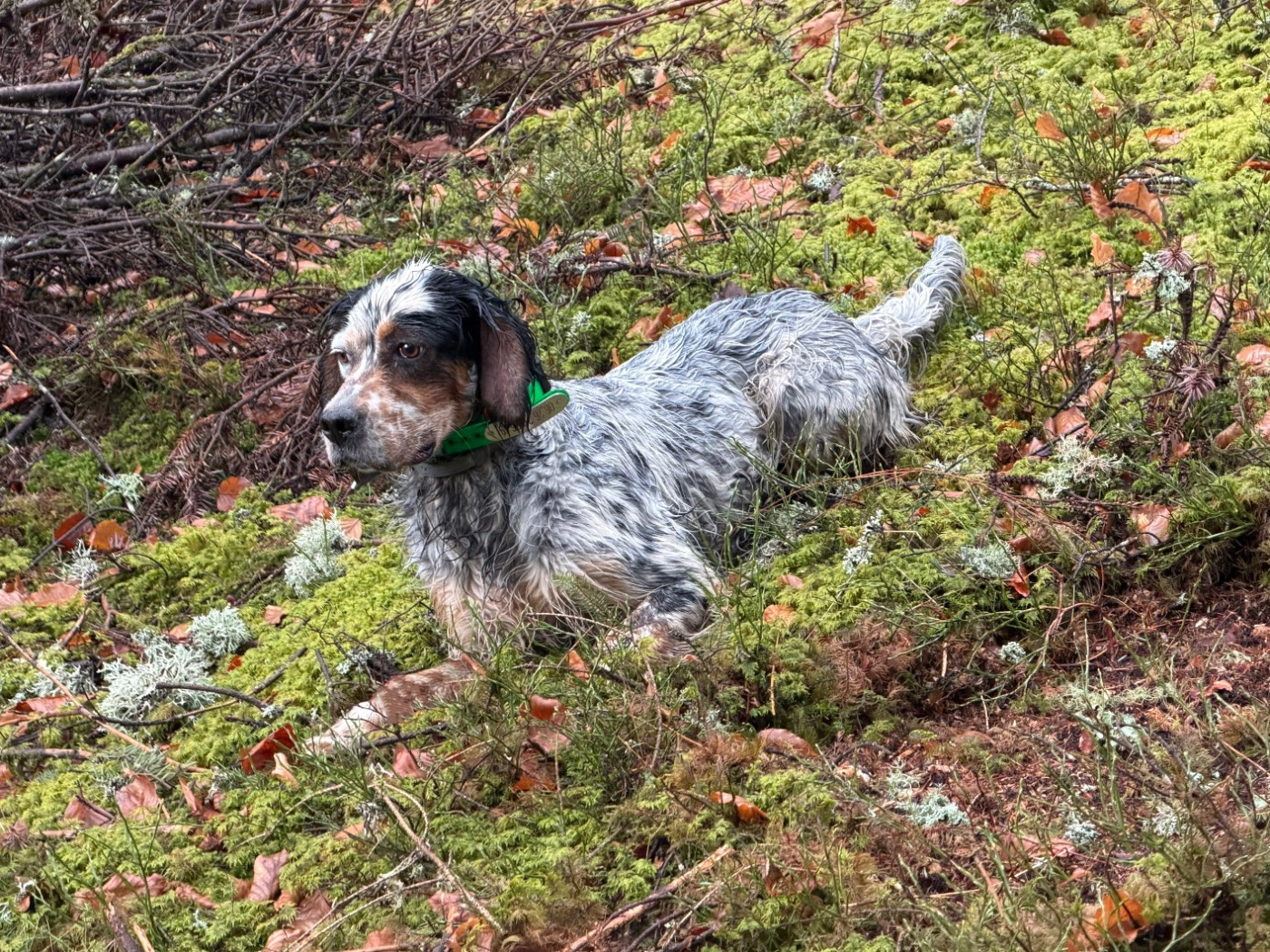 Siska Des Bois Du Montoncel